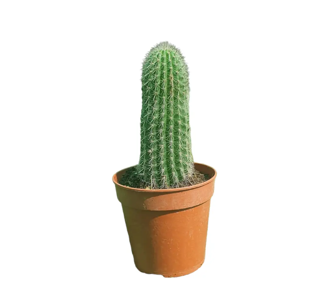 Espostoa Lanata — Outdoor Plants for Dubai & UAE delivery | Planto.ae