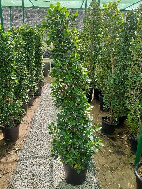 Ficus-cone — Outdoor Plants for Dubai & UAE delivery | Planto.ae