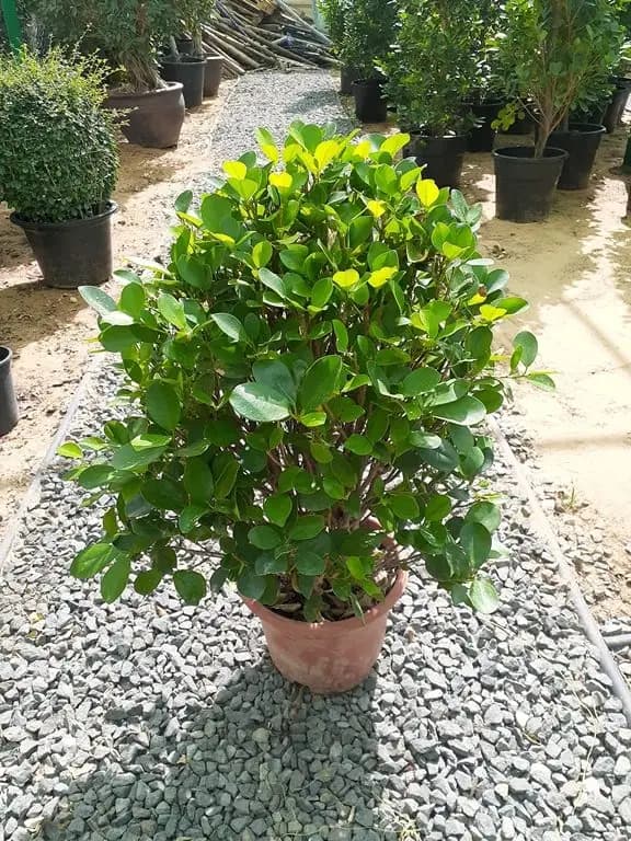 Ficus panda ball shape — Outdoor Plants for Dubai & UAE delivery | Planto.ae