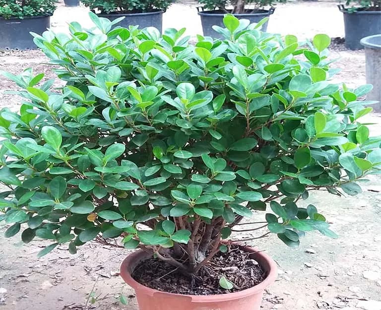 Ficus panda ball shape — photo 2 | Planto.ae UAE