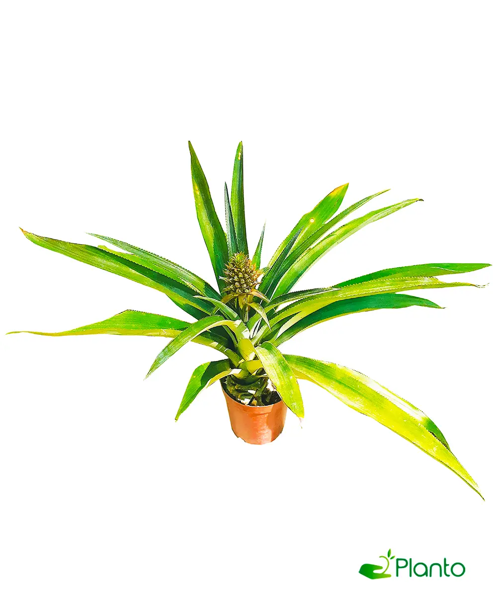 Pineapple Plant — Outdoor Plants for Dubai & UAE delivery | Planto.ae