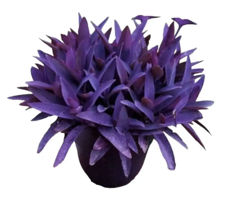 Purple Heart Plant — Outdoor Plants for Dubai & UAE delivery | Planto.ae